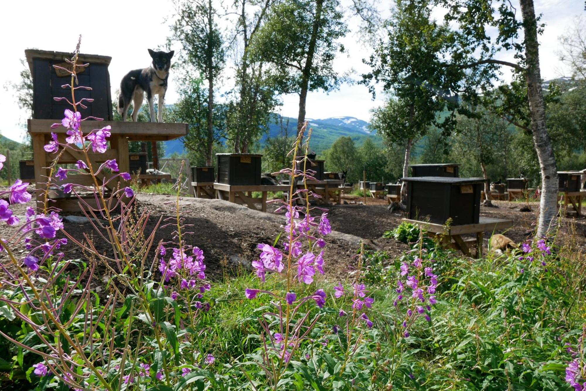 Bardu Huskylodge Экстерьер фото