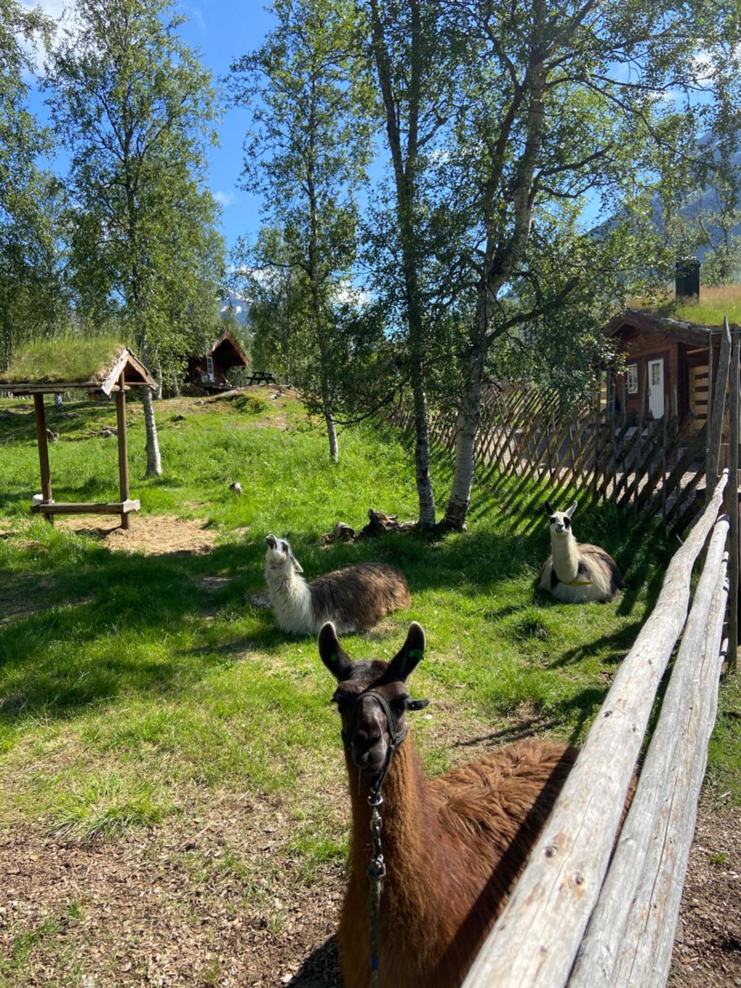 Bardu Huskylodge Экстерьер фото