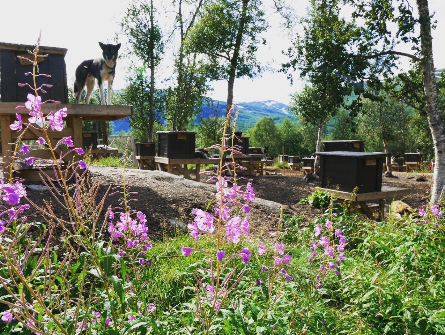 Bardu Huskylodge Экстерьер фото