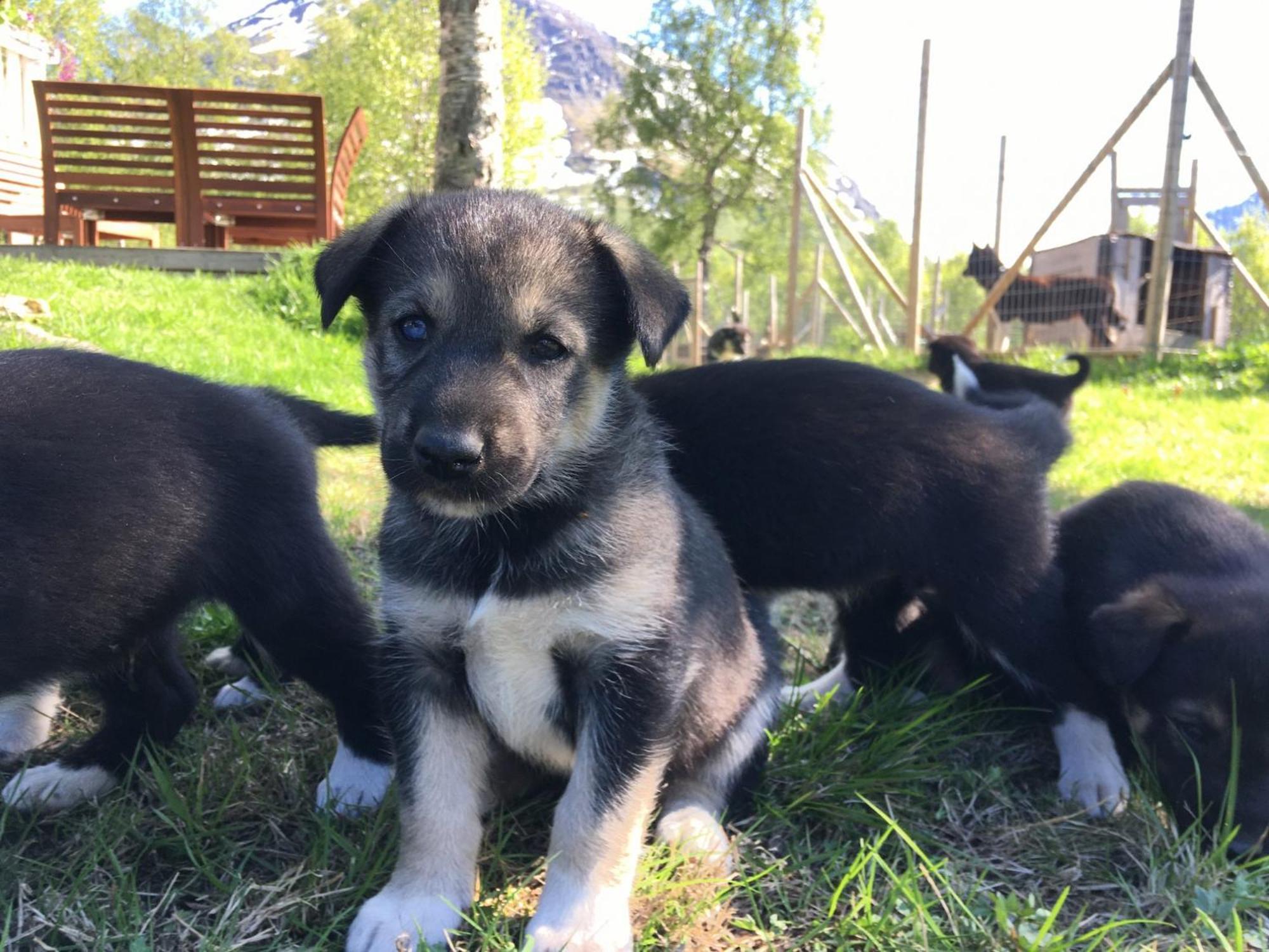 Bardu Huskylodge Экстерьер фото